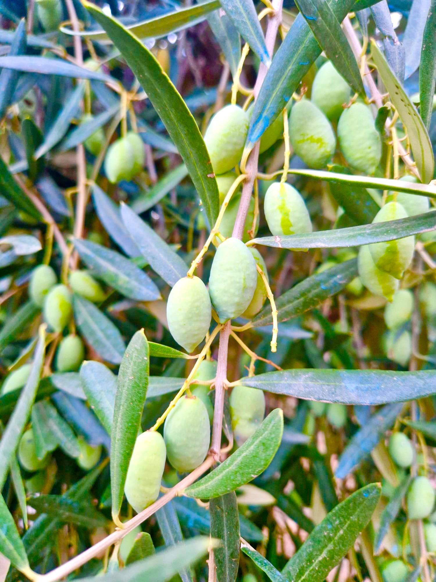 47209-spex-image-108