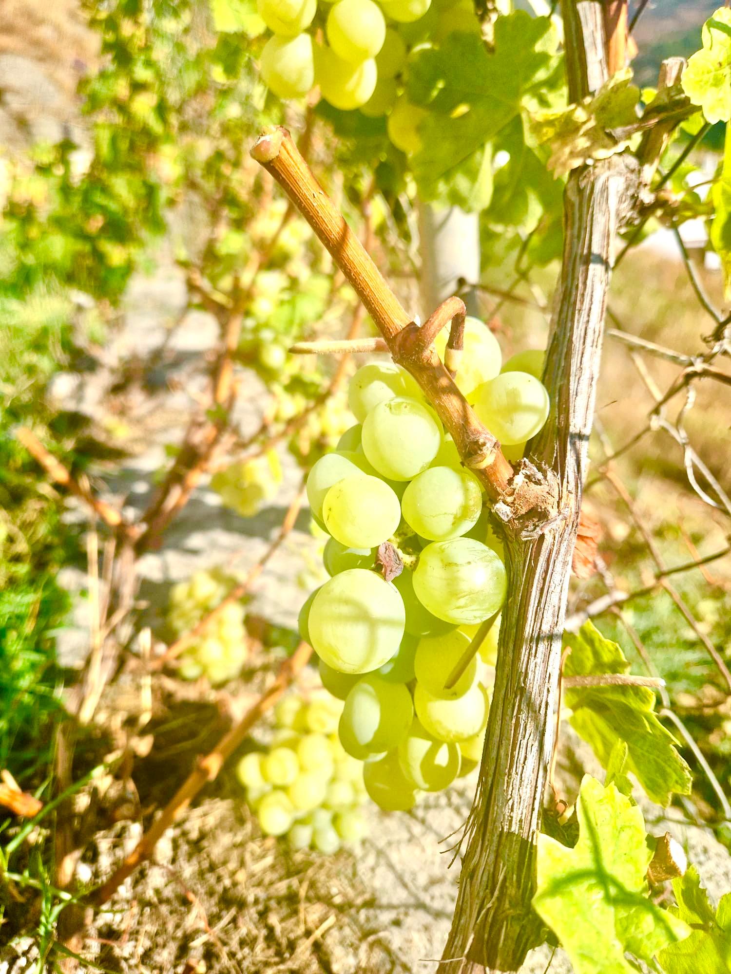 47209-spex-image-109