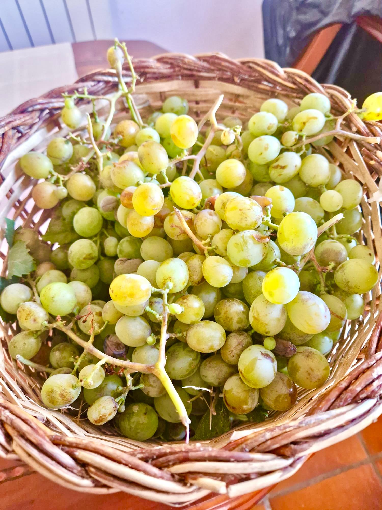 47209-spex-image-110