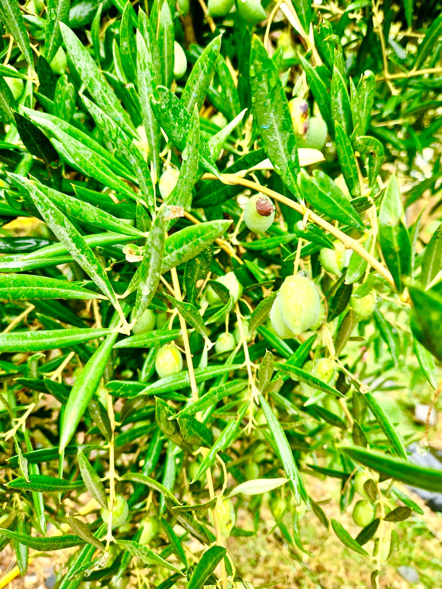 47209-spex-image-114